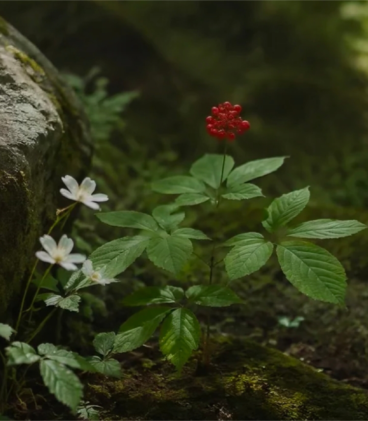 长白山森林与本草